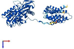 AlphaFold protein structure predicition of Mouse Recombinant Tkfc Protein, UniprotID Q8VC30