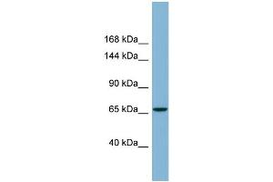 Host:  Rabbit  Target Name:  RADIL  Sample Type:  NCI-H226 Whole cell lysates  Antibody Dilution:  1. (Radil anticorps  (C-Term))