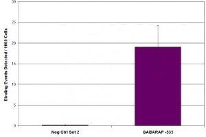 MITF antibody (mAb) tested by ChIP.