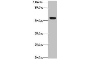 Western blot All lanes: LILRA2 antibody at 4 μg/mL + A549 whole cell lysate Secondary Goat polyclonal to rabbit IgG at 1/10000 dilution Predicted band size: 53, 52, 47, 49 kDa Observed band size: 53 kDa (LILRA2 anticorps  (AA 9-275))