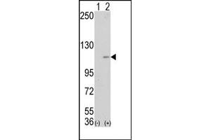 Image no. 1 for anti-Lysine (K)-Specific Demethylase 1A (KDM1A) (Middle Region) antibody (ABIN356729) (LSD1 anticorps  (Middle Region))