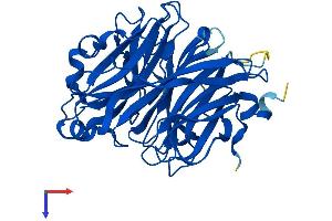 AlphaFold protein structure predicition of Mouse Recombinant Neu2 Protein, UniprotID Q9JMH3