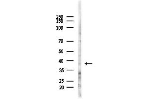 Western blot analysis of lysates from HUVEC cells(starvation,24h treatment), using AKR7A3 Antibody at 1/1000 dilution.