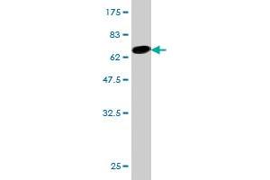Western Blot detection against Immunogen (70.