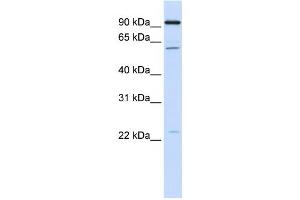 Western Blotting (WB) image for anti-Cell Division Cycle 45 Homolog (S. Cerevisiae) (CDC45) antibody (ABIN2459485) (CDC45 anticorps)