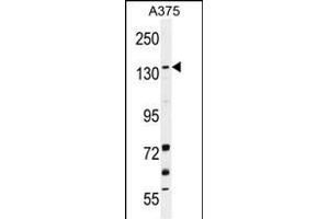 JMJD2B Antibody (N-term) (ABIN655890 and ABIN2845291) western blot analysis in  cell line lysates (35 μg/lane). (KDM4B anticorps  (N-Term))