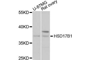 Western blot analysis of extracts of various cell lines, using HSD17B1 antibody (ABIN4903967) at 1:1000 dilution. (HSD17B1 anticorps)