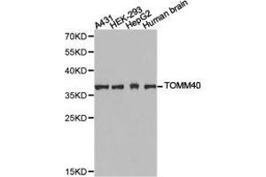 Western Blotting (WB) image for anti-Translocase of Outer Mitochondrial Membrane 40 Homolog (TOMM40) antibody (ABIN1875158) (TOMM40 anticorps)