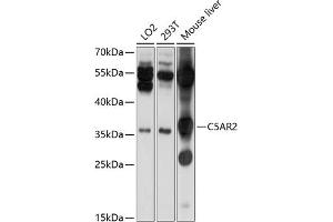 Western blot analysis of extracts of various cell lines, using C5 antibody (ABIN6127281, ABIN6137779, ABIN6137780 and ABIN6214892) at 1:1000 dilution. (GPR77 anticorps  (AA 258-337))