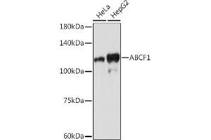 Western blot analysis of extracts of various cell lines, using  Rabbit mAb (ABIN7265740) at 1:1000 dilution. (ABCF1 anticorps)