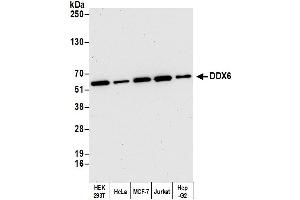 Western Blotting (WB) image for anti-DEAD (Asp-Glu-Ala-Asp) Box Polypeptide 6 (DDX6) (AA 425-483) antibody (ABIN7453597) (DDX6 anticorps  (AA 425-483))