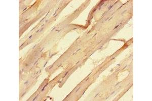 Immunohistochemistry of paraffin-embedded human skeletal muscle tissue using ABIN7168986 at dilution of 1:100 (STK25 anticorps  (AA 1-426))