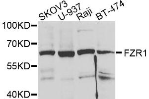 Western blot analysis of extracts of various cell lines, using FZR1 antibody. (FZR1 anticorps)