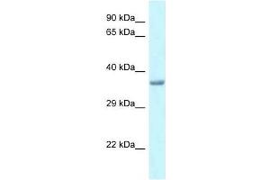 Western Blot showing Pitx1 antibody used at a concentration of 1.