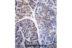 COPS7A Antibody (C-term) immunohistochemistry analysis in formalin fixed and paraffin embedded human pancreas tissue followed by peroxidase conjugation of the secondary antibody and DAB staining. (COPS7A anticorps  (C-Term))