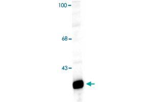 Western blot of a rat hippocampal lysate showing specific immunolabeling of the ~32k Ppp1r1b protein. (DARPP32 anticorps  (N-Term))