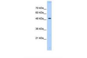 Image no. 1 for anti-Protein tyrosine Phosphatase, Non-Receptor Type 1 (PTPN1) (AA 201-250) antibody (ABIN6738160)