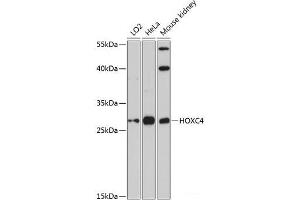 Western blot analysis of extracts of various cell lines using HOXC4 Polyclonal Antibody at dilution of 1:3000. (HOXC4 anticorps)