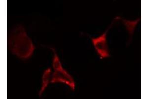 ABIN6274649 staining Hela cells by IF/ICC. (CYP2E1 anticorps  (Internal Region))