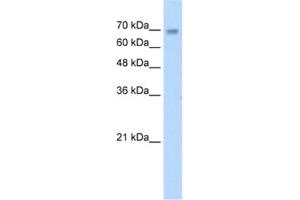 Western Blotting (WB) image for anti-Zinc Finger Protein 264 (ZNF264) antibody (ABIN2461695) (ZNF264 anticorps)