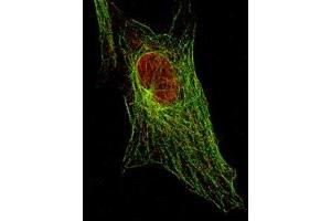 Anti-Stat5 pY694 (MOUSE) Monoclonal Antibody detecting Stat5 in 3T3 cells (immunofluorescent STED microscopy).