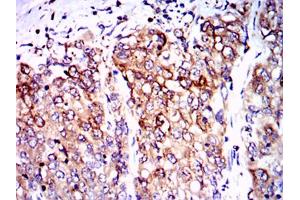 Immunohistochemistry (IHC) image for anti-Protein Phosphatase 2A Activator, Regulatory Subunit 4 (PPP2R4) antibody (ABIN1108715) (PPP2R4 anticorps)