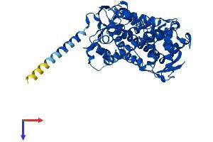 AlphaFold protein structure predicition of Human Recombinant CYP2R1 Protein, UniprotID Q6VVX0