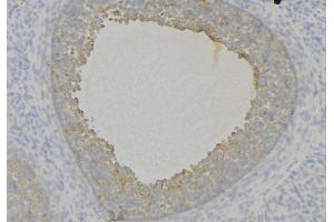 ABIN6276806 at 1/100 staining Human uterus tissue by IHC-P. (Decorin anticorps  (Internal Region))