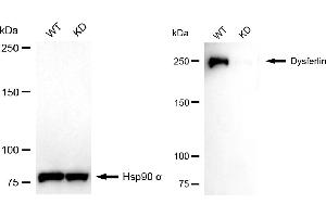 Western blotting analysis using dysferlin antibody (ABIN7798406). (Recombinant Dysferlin anticorps)