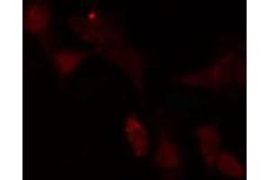 anti-SCAN Domain Containing 1 (SCAND1) (N-Term) antibody