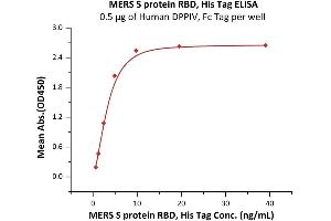 Immobilized Human DPPIV, Fc Tag (ABIN2180984,ABIN2180983) at 5 μg/mL (100 μL/well) can bind MERS S protein RBD, His Tag (ABIN6973153) with a linear range of 0. (MERS-Coronavirus Spike Protein (RBD) (His tag))