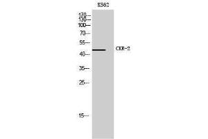 Western Blotting (WB) image for anti-Chemokine (C-C Motif) Receptor 2 (CCR2) (C-Term) antibody (ABIN3183928)