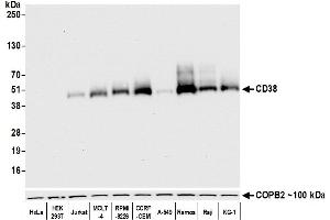 Western Blotting (WB) image for anti-CD38 (AA 43-300) antibody (ABIN7453961) (Recombinant CD38 anticorps  (AA 43-300))