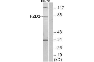 Western Blotting (WB) image for anti-Frizzled Family Receptor 3 (FZD3) (Internal Region) antibody (ABIN1852950) (FZD3 anticorps  (Internal Region))
