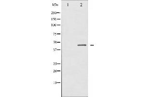 Western blot analysis of Connexin 43 phosphorylation expression in PMA treated K562 whole cell lysates,The lane on the left is treated with the antigen-specific peptide. (Connexin 43/GJA1 anticorps  (pSer368))