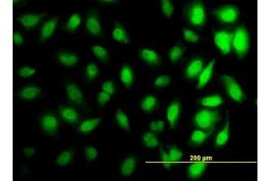 Image no. 4 for anti-Histone Cluster 1, H3d (HIST1H3D) (AA 1-61) antibody (ABIN1498666) (HIST1H3D anticorps  (AA 1-61))