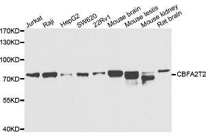 Western blot analysis of extracts of various cell lines, using CBFA2T2 antibody. (CBFA2T2 anticorps)