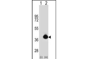 Western blot analysis of POLDIP2 (arrow) using rabbit polyclonal POLDIP2 Antibody (C-term) (ABIN391925 and ABIN2841735). (POLDIP2 anticorps  (C-Term))