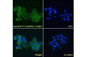 ABIN185354 Immunofluorescence analysis of paraformaldehyde fixed A431 cells, permeabilized with 0. (AKAP9 anticorps  (C-Term))