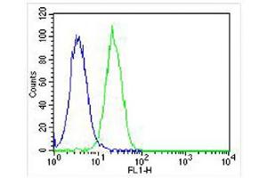 Overlay histogram showing Hela cells stained with (ABIN655895 and ABIN2845295) (green line).