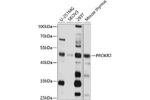 Western blot analysis of extracts of various cell lines, using PROKR2 antibody (ABIN3017073, ABIN3017074, ABIN3017075 and ABIN6219941) at 1:1000 dilution.