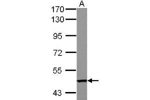 Western Blotting (WB) image for anti-Tandem C2 Domains, Nuclear (TC2N) (AA 1-147) antibody (ABIN1501338) (TC2N anticorps  (AA 1-147))