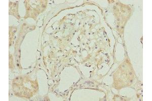 Immunohistochemistry of paraffin-embedded human kidney tissue using ABIN7154676 at dilution of 1:100 (GNG5 anticorps  (AA 2-65))