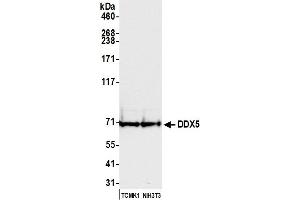 Western Blotting (WB) image for anti-DEAD (Asp-Glu-Ala-Asp) Box Polypeptide 5 (DDX5) (C-Term) antibody (ABIN7454642) (DDX5 anticorps  (C-Term))