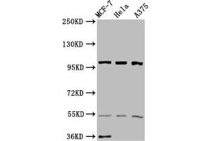 Western Blot Positive WB detected in: MCF-7 whole cell lysate, Hela whole cell lysate, A375 whole cell lysate All lanes: EIF3C antibody at 3. (EIF3C anticorps  (AA 201-500))