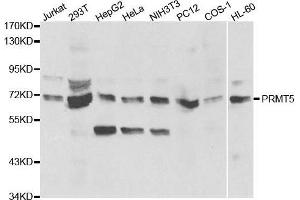 Western blot analysis of extracts of various cell lines, using PRMT5 antibody. (PRMT5 anticorps  (AA 40-140))