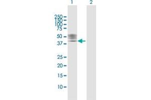 Western Blot analysis of P2RX1 expression in transfected 293T cell line by P2RX1 MaxPab polyclonal antibody.