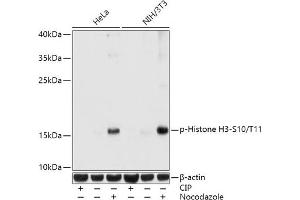 Western blot analysis of extracts of various cell lines, using Phospho-Histone H3-S10/T11 antibody (ABIN7267688) at 1:1000 dilution.
