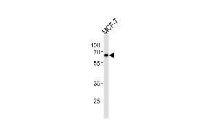 Western blot analysis in MCF-7 cell line lysates (35ug/lane). (ESR2 anticorps  (AA 369-397))