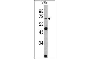 Western blot: Lamin B2 Antibody staining of Y79 cell line lysates (35 µg/lane). (Lamin B2 anticorps  (C-Term))